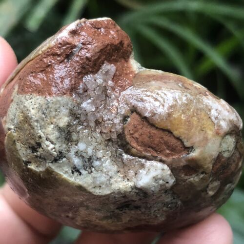 77G INCREÍBLE PERMIAN ENTERO 3 COLORES SUTURA AMONITA FÓSIL CALCITA MOLUSCO - Imagen 15 de 15