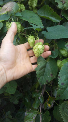 Wild Hops Seed ~ 12 to 1000 hop seeds | eBay