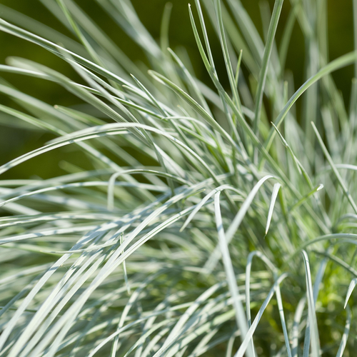Festuca glauca 'Intense Blue' Fescue Evergreen Hardy Shrub Grass | 9cm Pot - Picture 2 of 7