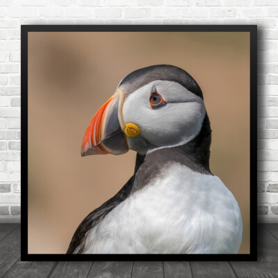 Tiere Vögel Portrait Papageientaucher Saltee Insel Irland Bokeh Quadrat Wandkunstdruck