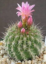 Neoporteria subgibbosa exotic eriosice flowering rare cactus cacti seed 50 SEEDS