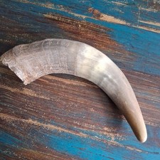 1 x  Kuhh&ouml;rner Rinderh&ouml;rner Stierh&ouml;rner  Horn