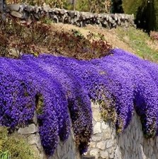 Rock Cress Cascade Mix x8 PLUG PLANTS PREORDER