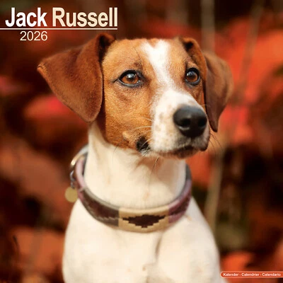 AVONSIDE PUBLISHING LTD Jack Russell 2026 Calendar | Dog Breed Gift Wall 20% OFF MULTI ORDERS