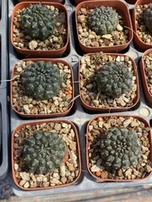 Euphorbia gymnocalycio Rarecactus succulent plant family garden Décor Boutique