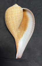 FICIDAE Ficus gracilis 156,0 mm Negros, Filipinas 2016 ¡Hermosa forma! +++