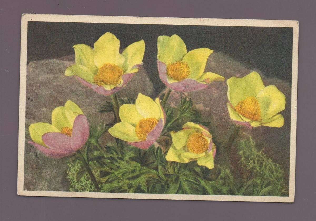 絵画 anemone エウレカセブン/アネモネ アートボード｜墓場の画廊ONLINE STORE