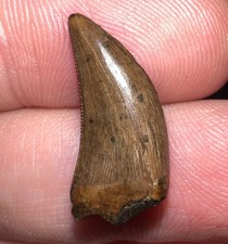 NANOTYRANNUS Fossil Dinosaur Tooth Tyrannosaurus rex T Rex relative! .79 Inches!