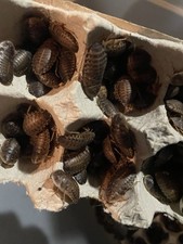 50 Large Dubia Roaches