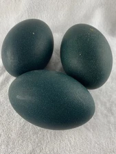 3 FRESH FERTILE EMU HATCHING EGGS SHIPS USPS PRIORITY MAIL 