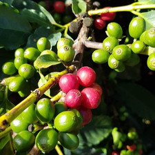Pache Colis Coffee Seedss Coffea sp. Coffee Bean for Planting