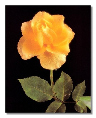 Rain Drops on Yellow Rose Flower with Stem Photo Wall Picture 8x10 Art Print