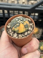 Astrophytum asterias Nishiki Variegata POT 6,5 CM On its own root RARE!!!
