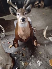 Whitetail Deer -Shoulder Mount - 8 Point Buck