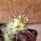 Foto 4 di 4