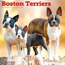Carousel Calendars,  Boston Terriers 2026 Wall Calendar, 12'' X 12'', 16-Month C