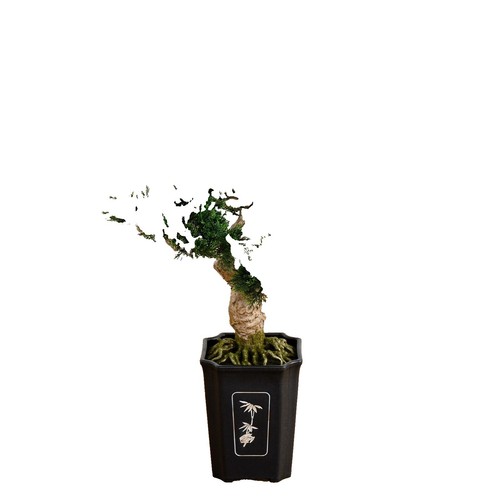 ente mit bambus und pilzen Ente aus Bambus mit schwarzen Stiefeln ca. 25 cm – s´Wichtal