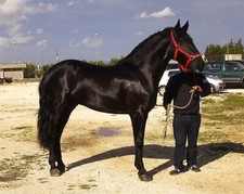 Murgese Cavallo Italiano POSTER LUCIDO IMMAGINE FOTO STAMPA BANNER 12921
