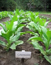 1000 Greenwood Tobacco Seeds ~ Heirloom Dark ~ Non-GMO Tobacco Seeds