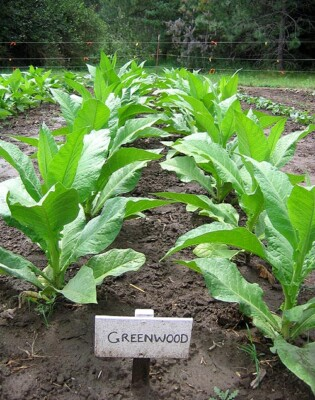 #ad 1000 Greenwood Tobacco Seeds Heirloom Dark Non GMO Tobacco Seeds $4.99