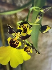 ORCHID Plants  10 Onciduim bulbs $2. each 10 minimum not marked br