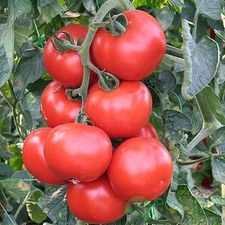 100 Seeds Tomato Abelus F1 Rijk Zwaan Netherlands C