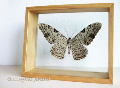 Giant Moth White Witch Thysania Agrippina RARE Entomology Double Glass Display
