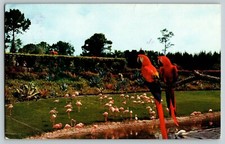 MAC AND MARSHALL TWO SCARLET MACAWS PARROT JUNGLE MIAMI FLORIDA VTG POSTCARD