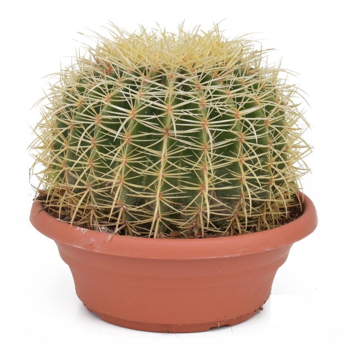 Echinocactus Grusonii superss - Schwiegermutterstuhl - Kaktus Kakteen |  eBay.de