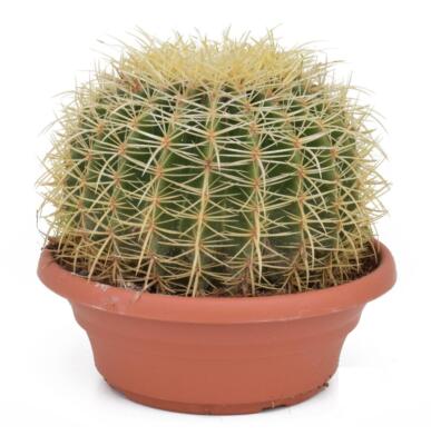 Echinocactus Grusonii superss - Schwiegermutterstuhl - Kaktus Kakteen |  eBay.de