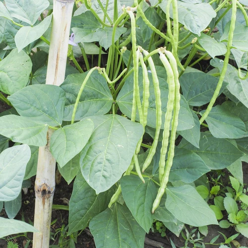Cow Pea Seed - 10 to 200 Cowpea Seeds - Great For Poor Soils - Organic  🫘 - Picture 3 of 7