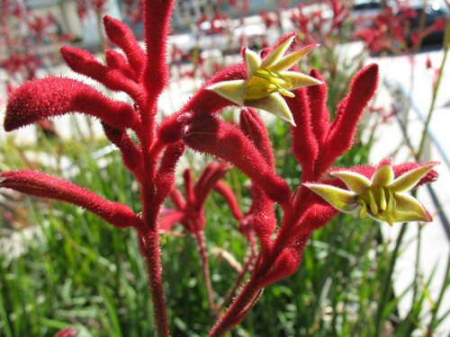 50 X BIG RED KANGAROO PAW SEEDS-CATS PAW-ANIGOZANTHUS-NATIVE FLOWER GARDEN SHRUB - Picture 1 of 5