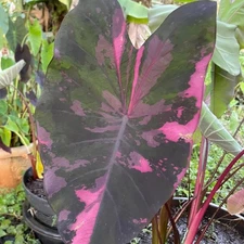 Colocasia Bulb Bang Keaw New Hybrid Tuber (Includes All Import Duties And Taxes)