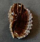 Harpa Articularis 77.5mm GEM unusual  DARK pattern WOW!!!