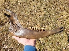 Historic Bison lower jaw bone buffalo 