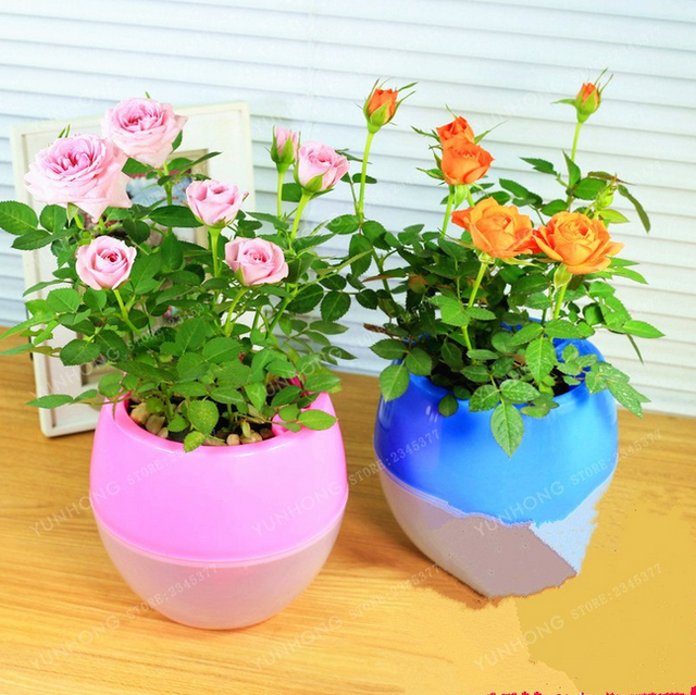 Mini Rose Bonsai Miniature Cute Plants 100 Pcs Seeds