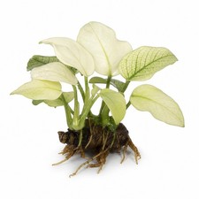Anubias White Rose