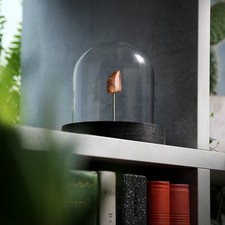 Carcharodontosaurus (T Rex) Dinosaur Tooth Fossil in Glass Dome Jar Display