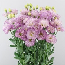 Lisianthus Seeds Lisianthus Celeb 2 Lilac 25 Pelleted Seeds