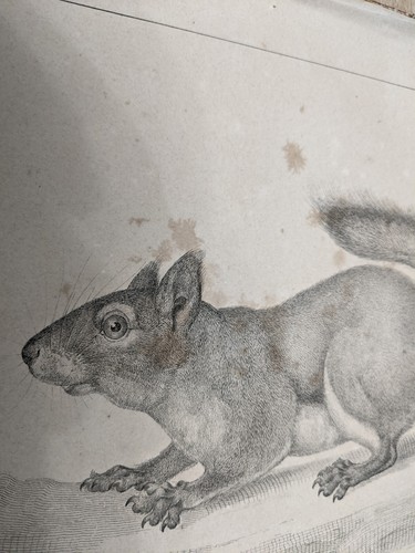 Etching 1860 USPRR & Survey 47th Parallel Plate VII. Mammals Squirrel Antique - Picture 4 of 5