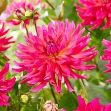 1 "Candy Time" Decorative Dahlia - Large Size 1 Bulb - US Seller