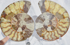 Cut Split Pair Ammonite Great Crystasl 110myo Dino age Fossil 191mm 7.5