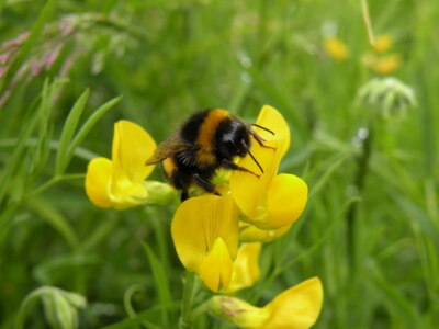 Foto 6x4 Humble Bumble Duloch um 2008