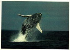 Postcard - Humpback Whale, Maine Coast.