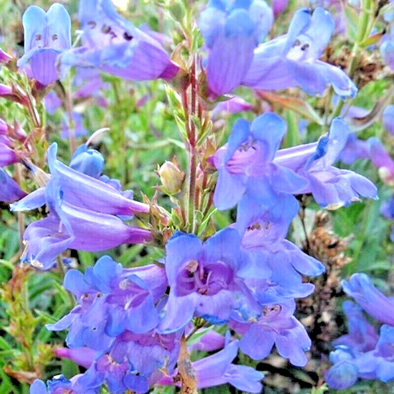 Eaton's Red Hummingbird Penstemon Seeds - 200 Non-GMO Perennial Flower Seeds For Garden