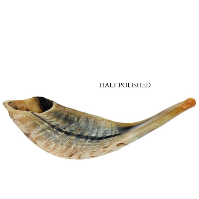 Half Polished Natural Kosher Jewish Shofar Ram Horn 11 13"(2529 cm