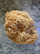 Full Decorative Natural Sea Sponge L nautical 7" Unbleached Florida Keys USA