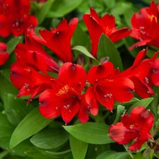 Alstroemeria Inticancha Valentino Real Outdoor Hardy Perennial Plant in Pot