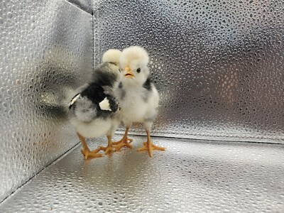 White Crested Black Polish Hatching Eggs  - Chicken 