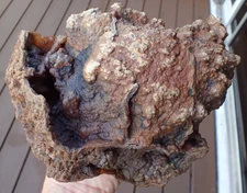 Botryoidal Fossil Coral Geode Chunk GA Specimen Collection Ocean Display WC311